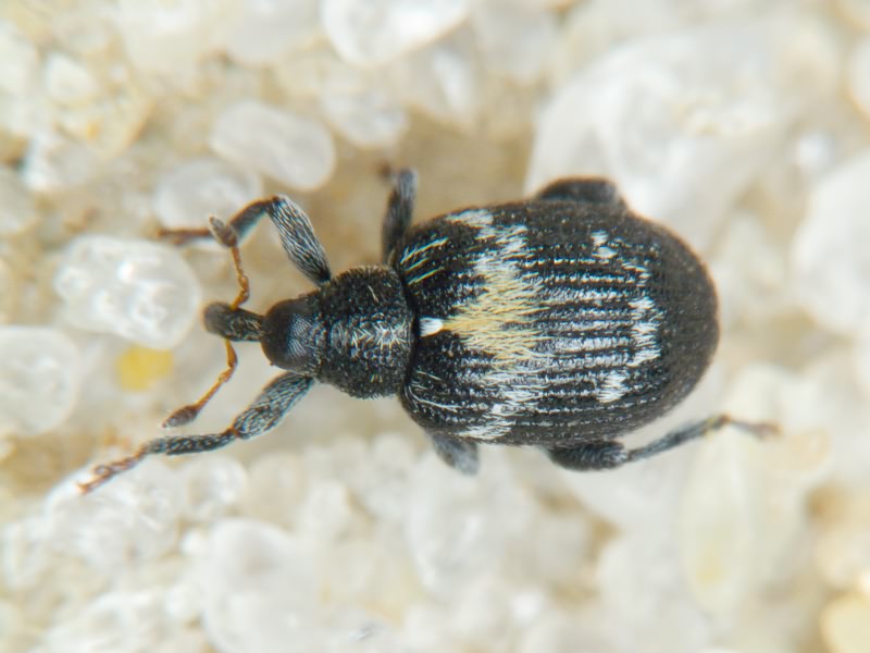 Tachyerges salicis (Linnaeus, 1758)